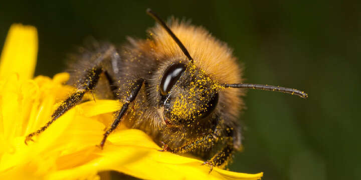themenwelt bienenfreundliche Garten 1000x500